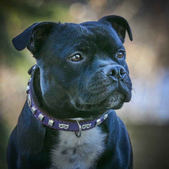 Classic Outlaw Collar