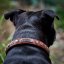Chained Hot Shot Half Check Collar Chained Hot Shot Half Check Collar