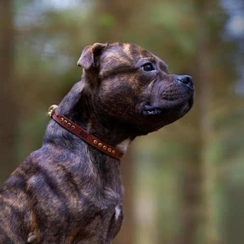 Puppy Staffy Collar Size Chart: How to Choose the Right Fit