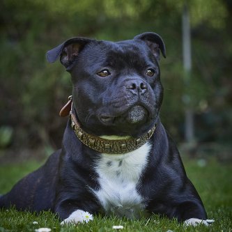 How to Pick the Perfect Collar for Your Staffordshire Bull Terrier?