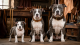 Amstaff Growth Chart: Weight, Height and Collar Size From Puppy to Adult