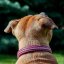 Classic Swarovski Collar
