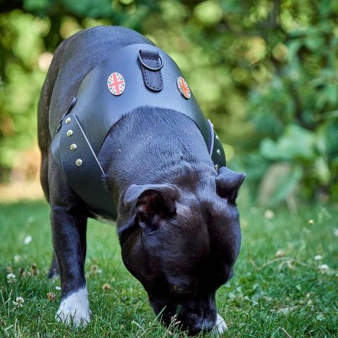 Britannia Leather Dog Harness