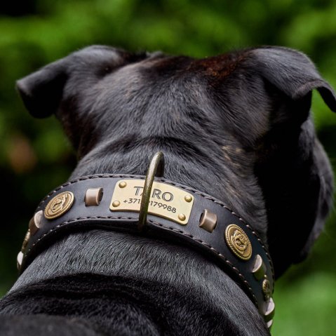 How Wide Should a Dog Collar Be? The Right Width for Every Dog