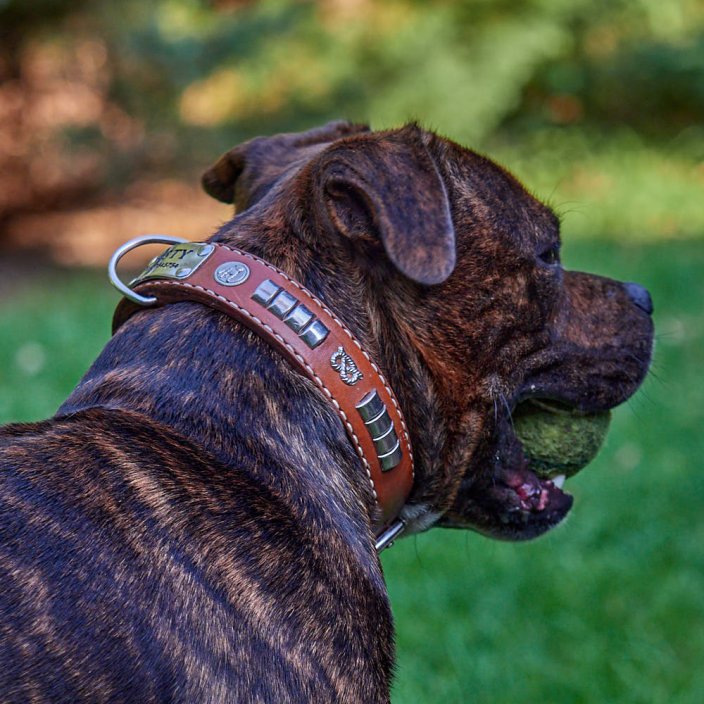 Snake Tail Classic Collar Snake Tail Classic Collar