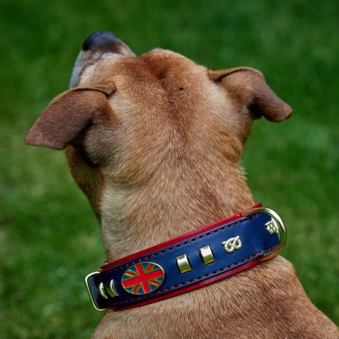 Double-Layer Leather Collar for Strong Staffordshire Bull Terriers