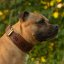 Jolly Jumper Collar Jolly Jumper Collar