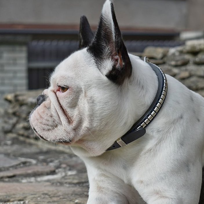 Django Classic Collar Django Classic Collar