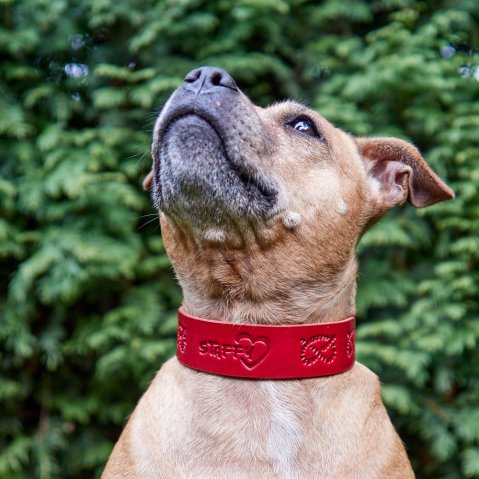 Obojek pro Stafíka: jak vybrat správnou šířku, délku a kůži