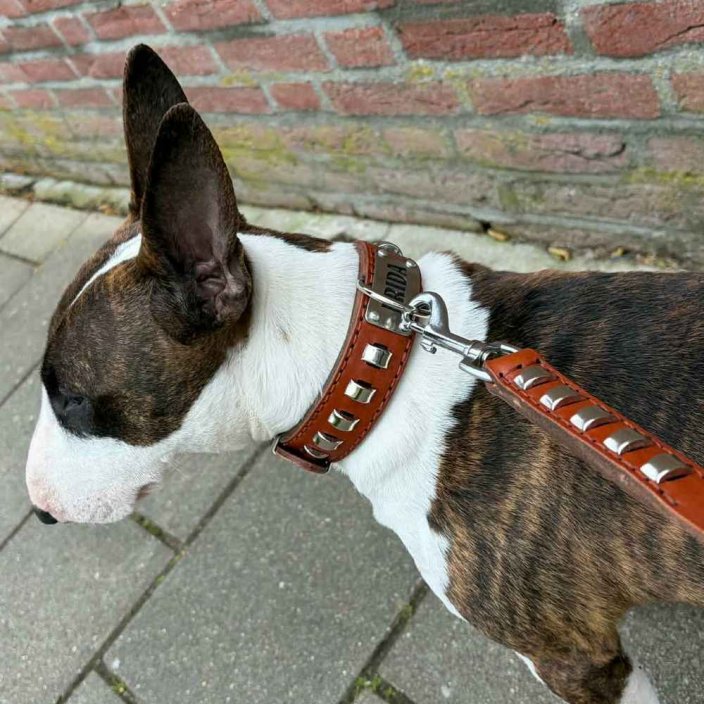 Goliash collar and Bull Terrier
