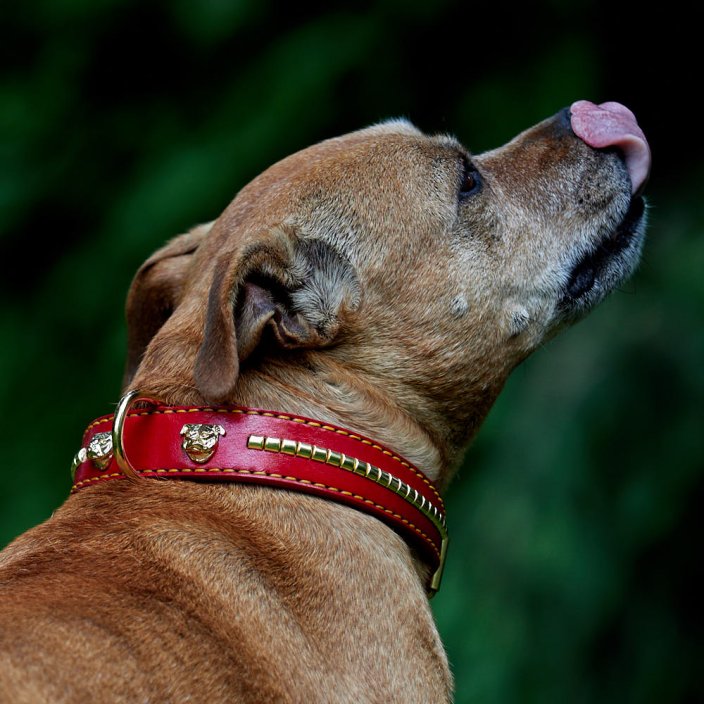 Explorer Classic Collar Explorer Classic Collar