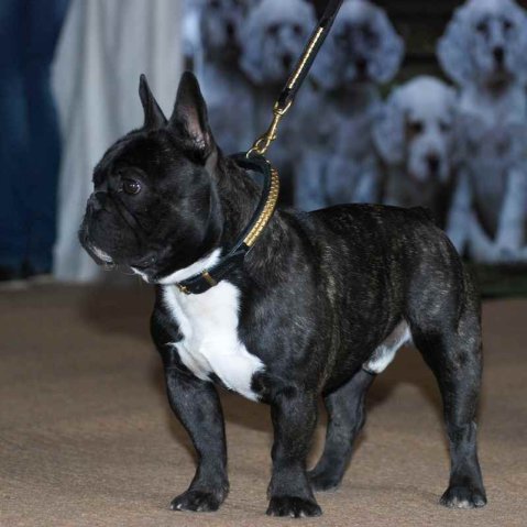 French Bulldog – jaký obojek opravdu potřebuje?