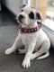 5 reasons for providing your Staffie with a legendary collar