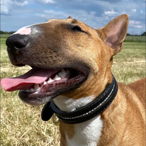 Bull Terrier