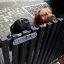 Dog Warning Sign Dog Warning Sign