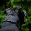 Zick Zack Classic Collar Zick Zack Classic Collar