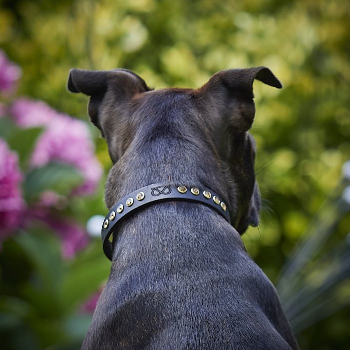 Glamourpup Collar and Lead Set
