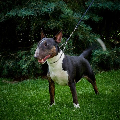 Which collar is best for a dog that pulls?