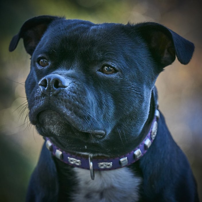 Classic Outlaw Collar