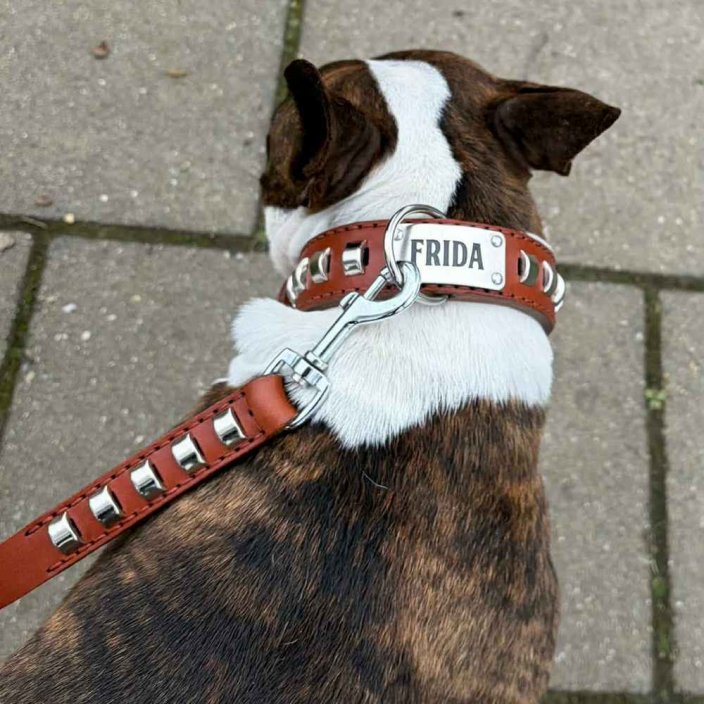 Goliash collar and Bull Terrier