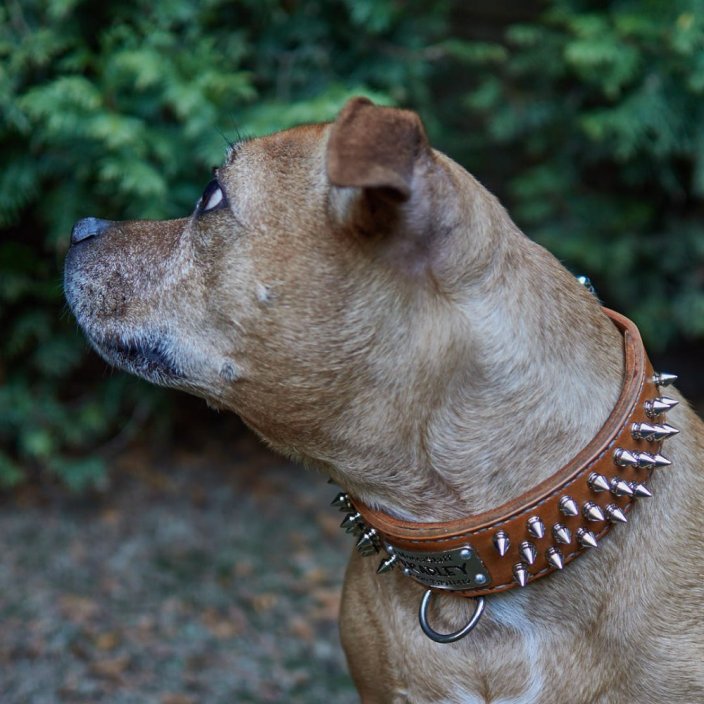 Hardcore Collar Hardcore Collar
