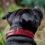 Classic Shine Paw Collar Classic Shine Paw Collar
