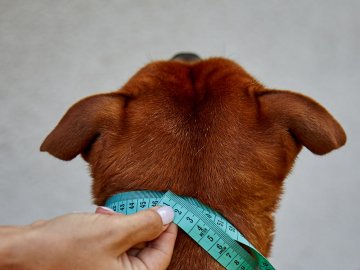 Difference in measuring standard and half check collars
