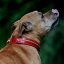 Explorer Classic Collar Explorer Classic Collar