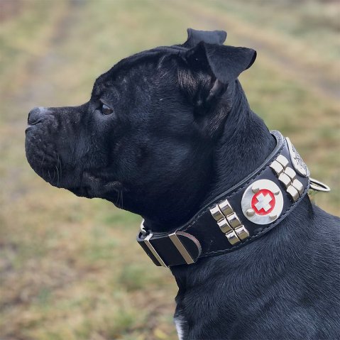 How Wide Should a Dog Collar Be? The Right Width for Every Dog