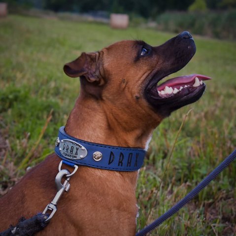 Which collar is best for a dog that pulls?