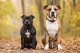 Staffordshire Bull Terrier vs American Staffordshire Terrier
