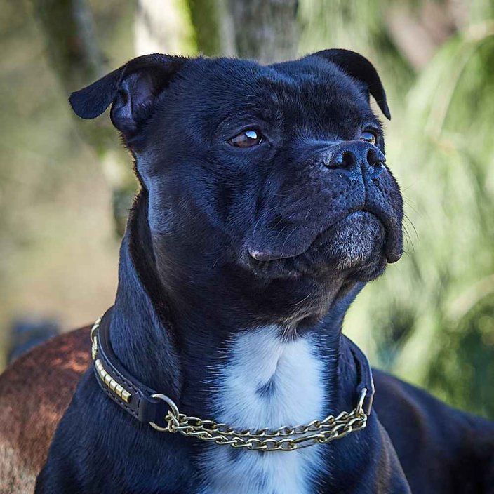 Craze Half Check Collar Craze Half Check Collar