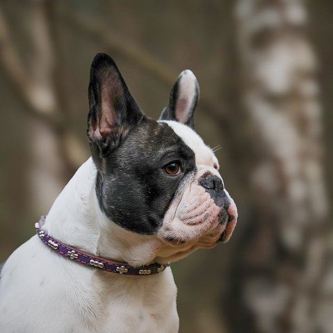 Quelle est la différence entre les colliers pour chiens à poil court et à poil long ?
