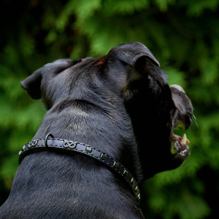 Zick Zack Classic Collar Zick Zack Classic Collar