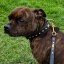 Zick Zack leather collar for Staffies Zick Zack leather collar for Staffies