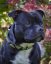 Pel Mel Classic Collar