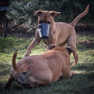 Apprendre de nouveaux tours à un vieux chien : La vérité amusante et les mythes Apprendre de nouveaux tours à un vieux chien : La vérité amusante et les mythes