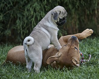 What’s your doggo trying to say? Body talk tells it all! 🐾