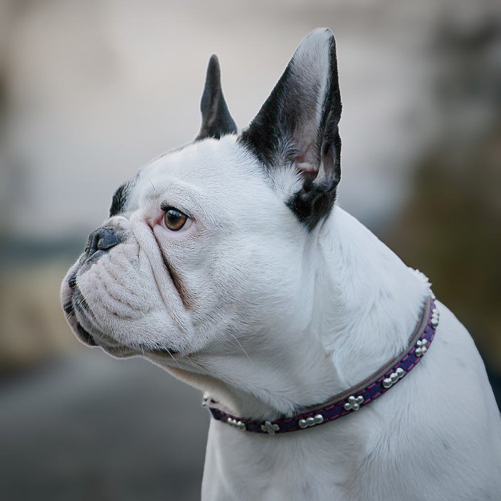 Balls Classic Collar