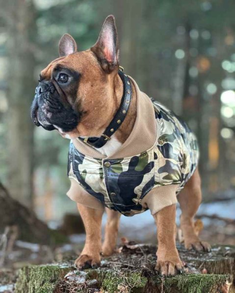 French Bulldog – jaký obojek opravdu potřebuje?