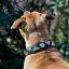 Pel Mel Classic Collar