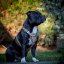 Staffordshire Bull Terrier Harnais Gladiator Staffordshire Bull Terrier Harnais Gladiator