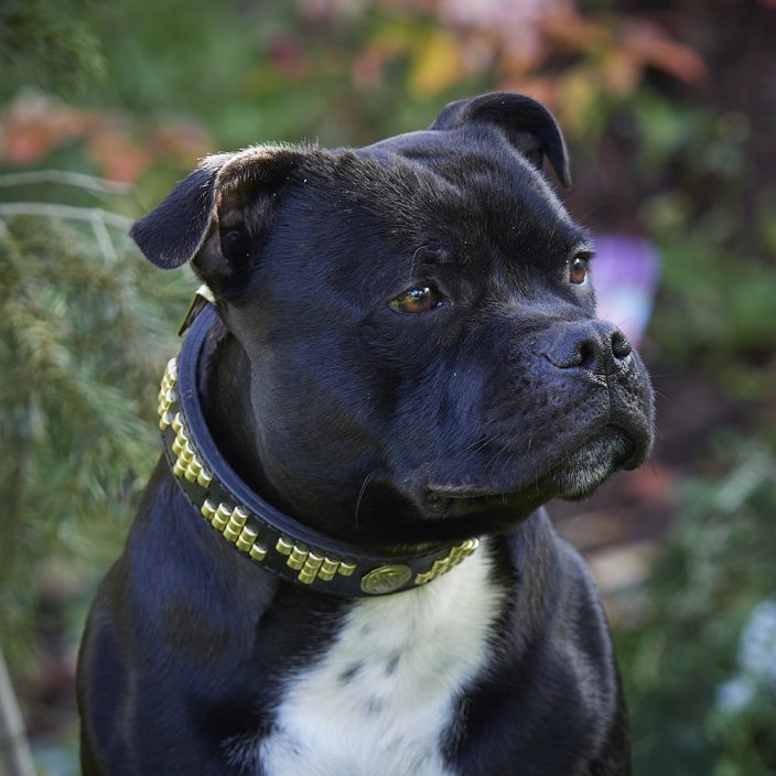 Pel Mel Classic Collar