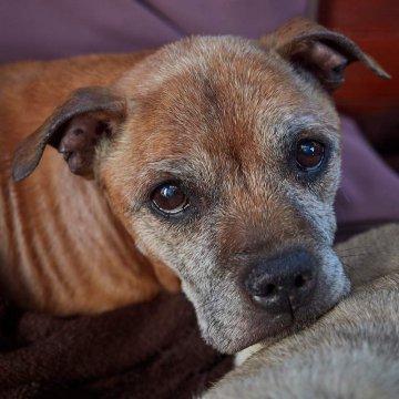 Quel âge a vraiment ton chien ? Plus que tu ne crois… 😉