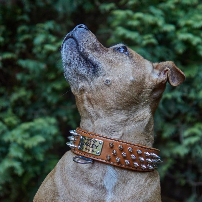 Hardcore Collar Hardcore Collar