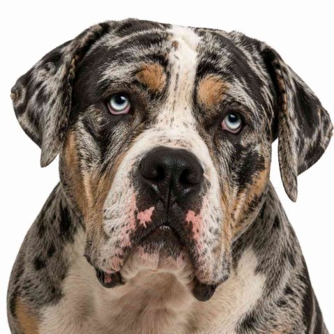 Alapaha Blue Blood Bulldog