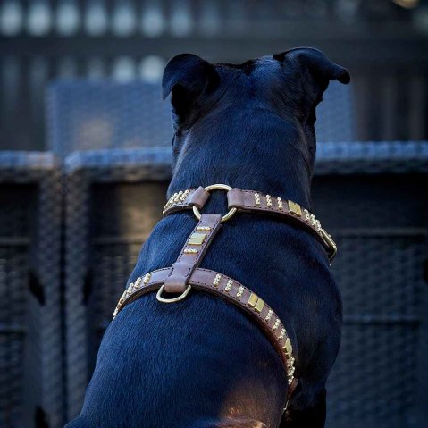 Harnais ou collier pour chien – Lequel choisir pour votre chien ?