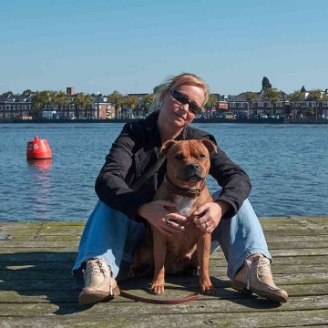Pourquoi les Pays-Bas adorent le Staffordshire Bull Terrier… et leurs colliers