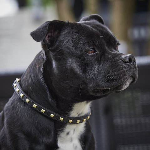 Comment choisir un collier pour staffie stylé, solide et confort?