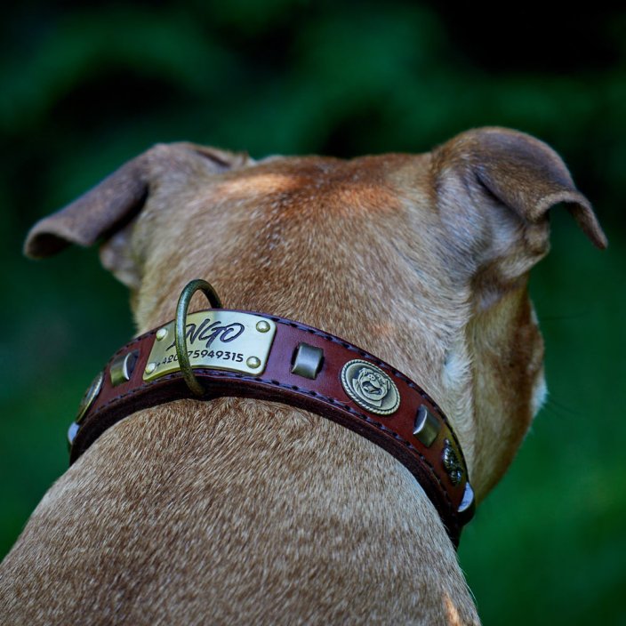 Renegade Classic Collar